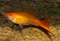 Xiphophorus hellerii, sunset comet