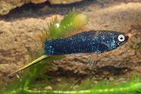 Xiphophorus hellerii, svart