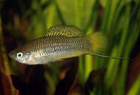 Xiphophorus cortezi