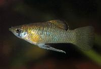 Phallichthys amates
