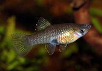 Phallichthys amates