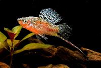 Xiphophorus montezumae, El Quince, Mexiko