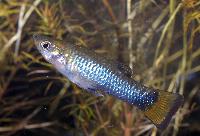 Limia melanogaster