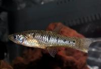 Cnesterodon decemmaculatus