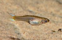 Poecilia reticulata (Endlers)