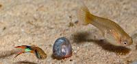 Poecilia reticulata (Endlers)