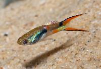 Poecilia reticulata (Endlers)