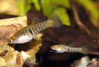 Neoheterandria elegans