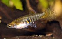 Neoheterandria elegans