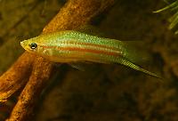 Xiphophorus clemenciae