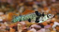 Xiphophorus hellerii, tricolor