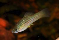 Xiphophorus mayae
