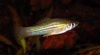 Xiphophorus mayae