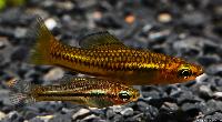 Xiphophorus pygmaeus
