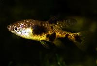 Skiffia multipunctata