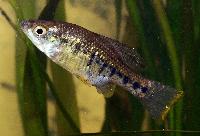 Chapalichthys encaustus