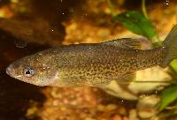 Chapalichthys pardalis