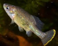 Chapalichthys pardalis