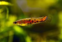 Poecilia parae (melanzona red)