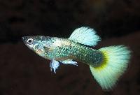 Guppy blå-gul neon hane