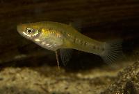 Cnesterodon decemmaculatus