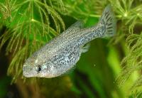 Ameca splendens