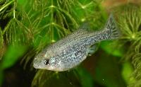 Ameca splendens