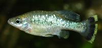 Ameca splendens