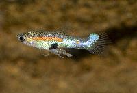 Endlers guppy Campoma40 steeltail