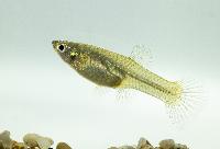 Endlers guppy röd hona