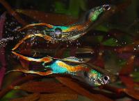 Poecilia reticulata (Endlers)