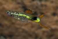 Endlers guppy Campona 48 black green