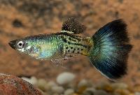 Guppy blå safir hane