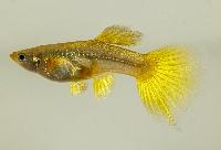 Guppy elefantear 24k golden hona