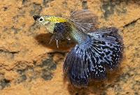 Guppy elefantear navy blue hane