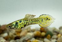 Endlers guppy tiger hane