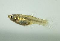 Endlers guppy tiger hona