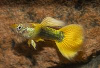 Guppy gul tuxedo hane