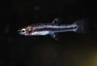 Heterandria formosa