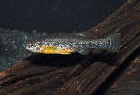 Ilyodon sp. 'whitei', Rio Tamazulae, Jalisco, Mexico5