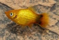 Platy gulneon Musse Pigg