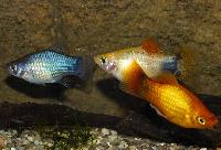 Platy mix Musse Pigg