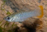 Poecilia butleri