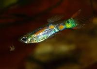 Poecilia reticulata