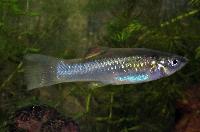 Poecilia salvatoris