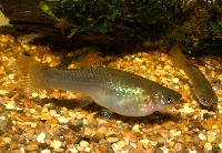Poecilia salvatoris