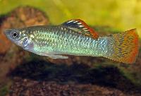 Poecilia salvatoris