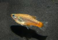 Priapella compressa