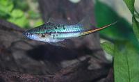 Xiphophorus hellerii, grön