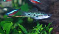 Xiphophorus hellerii, grön
